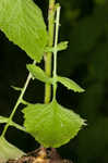 Common nipplewort